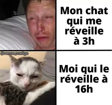 mème drôle chat